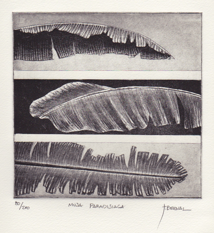 Musa Paradisa by Juan Bernal