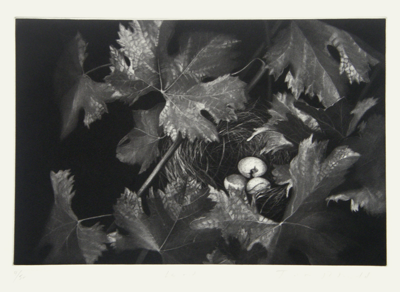 Le nid by Judith Rothchild