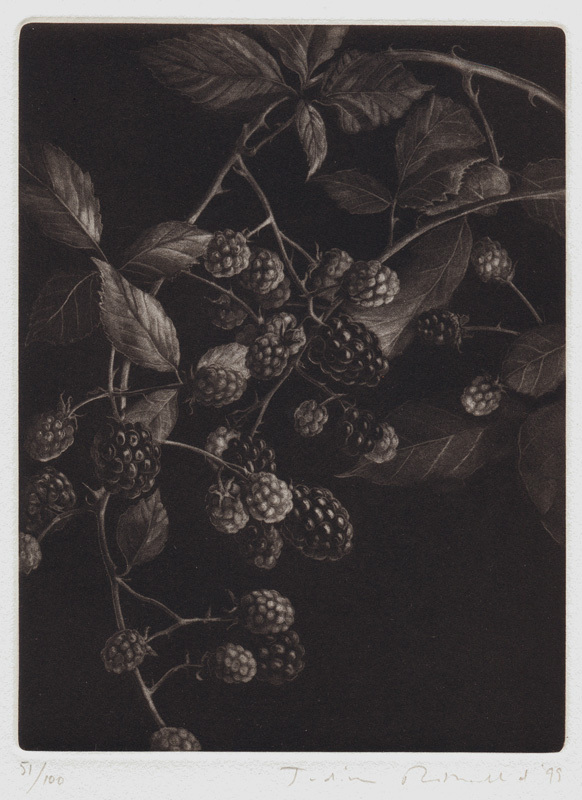 Mûres (Blackberries) by Judith Rothchild