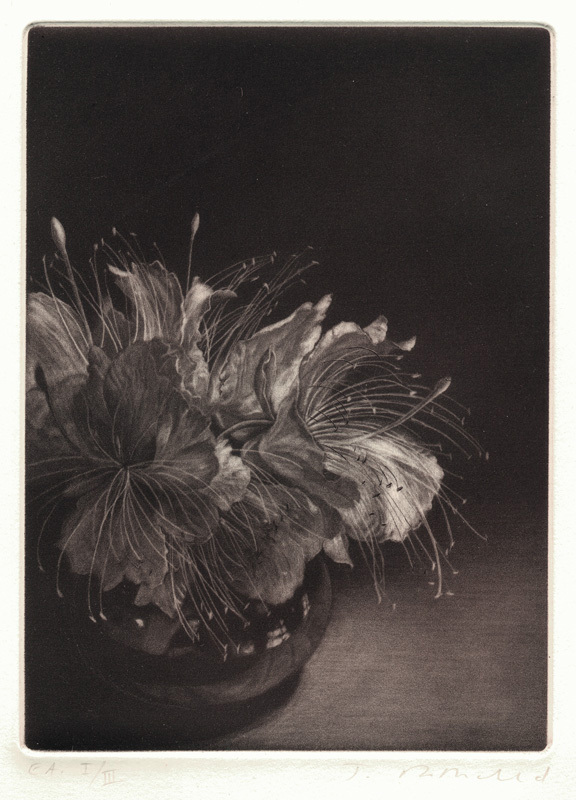 Fleur de caprier by Judith Rothchild