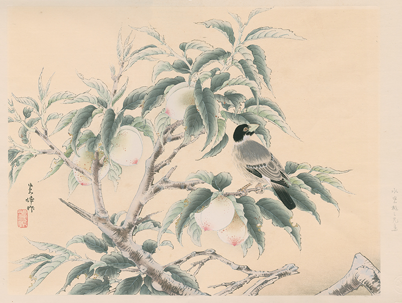 Peaches and Yellow-billed Grosbeak by Shiho Sakakibara