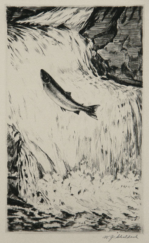 Salmon Leaping a Waterfall by William Joseph Schaldach
