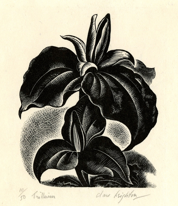Trillium by Clare Leighton
