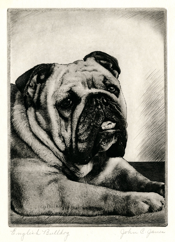 English Bulldog by John C. Janes