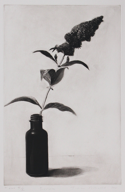 Buddleia by Judith Rothchild