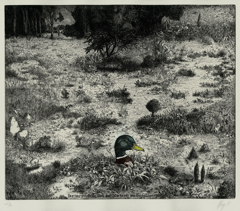 Der verzweifelte Blick der Stockente im Fussgängerparadies (The desperate look of a Mallard in a pedestrian paradise) by Maurillo Minuzzi