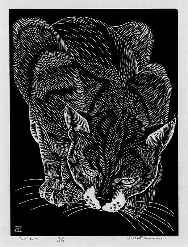 Bobcat by Belle Baranceanu