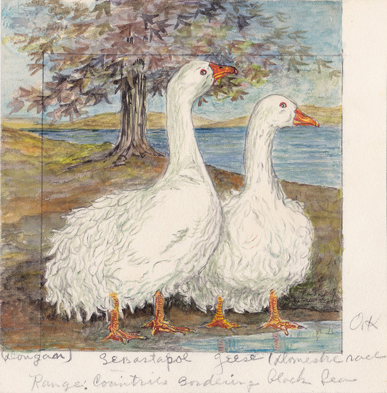 Sebastapol Geese [sic] by Ethel Dougan