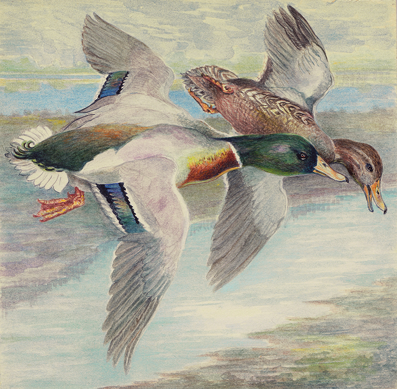 Untitled - pair of Mallards by Ethel Dougan