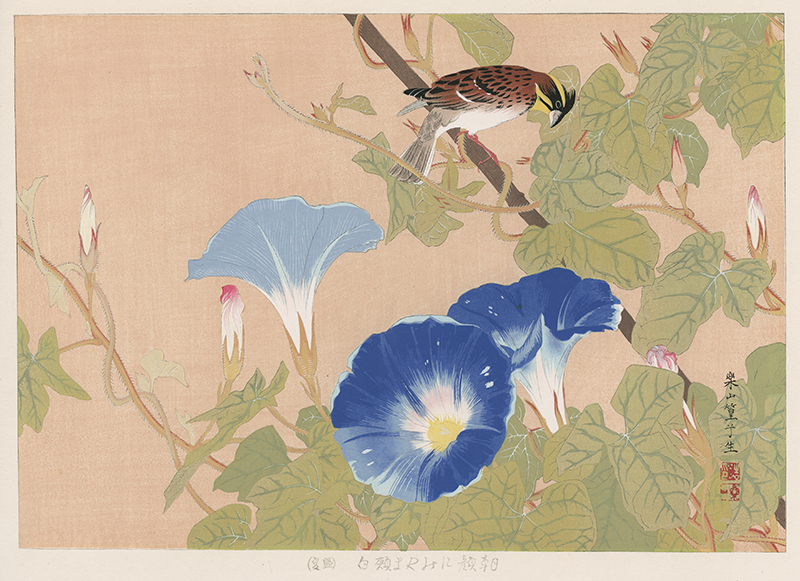 Morning Glory and Yellow Throated Bunting #27 from the Rakuzan Kachou Gafu by Rakusan Tsuchiya