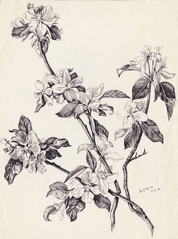 (Dogwood branch) by William Seltzer Rice