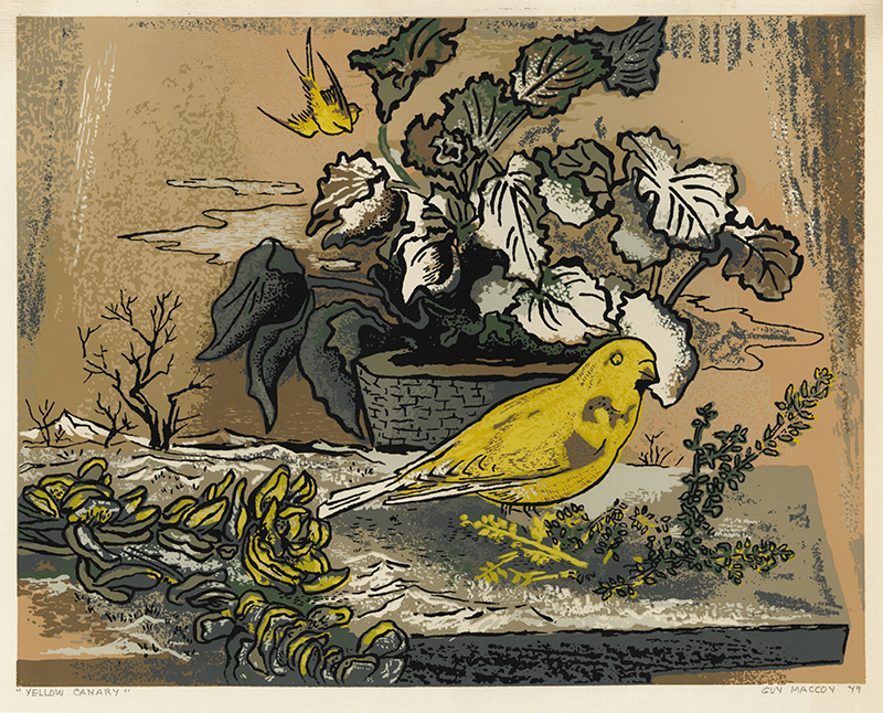 Yellow Canary by Guy Crittington Maccoy