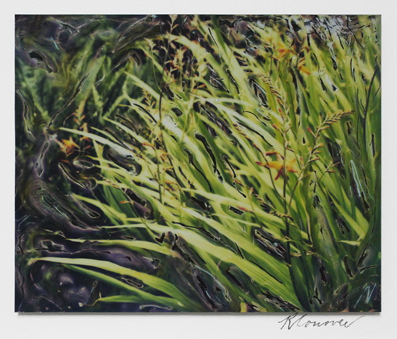 Garden - Botanical Series #6 by Robert Conover