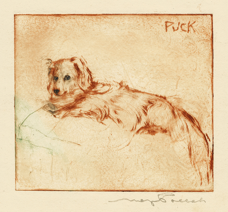 Dog and Cat series: Puck by Max Pollak