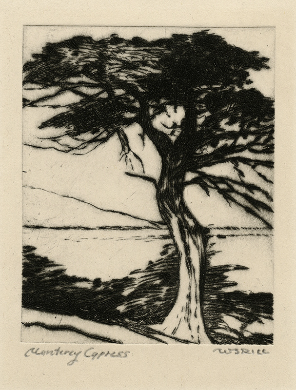 Monterey Cypress by William Seltzer Rice