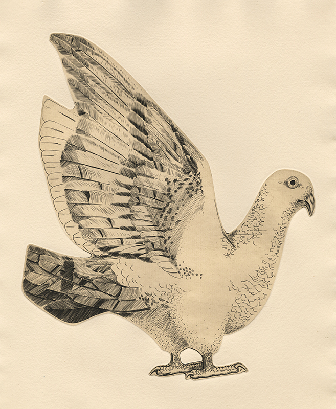 Pigeon - pl. V from Bestiaire portfolio by Abram Krol