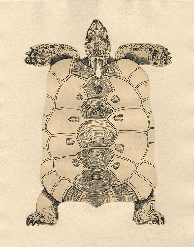 Tortue - pl. VIII from Bestiaire portfolio by Abram Krol