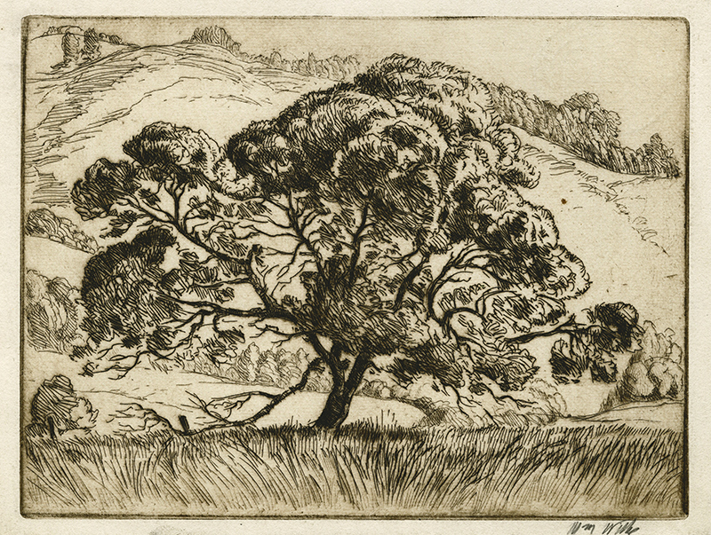 (Valley Oak, California) by William Hancock Wilke