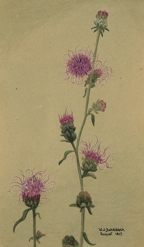 Tall Blazing Star by William Joseph Schaldach