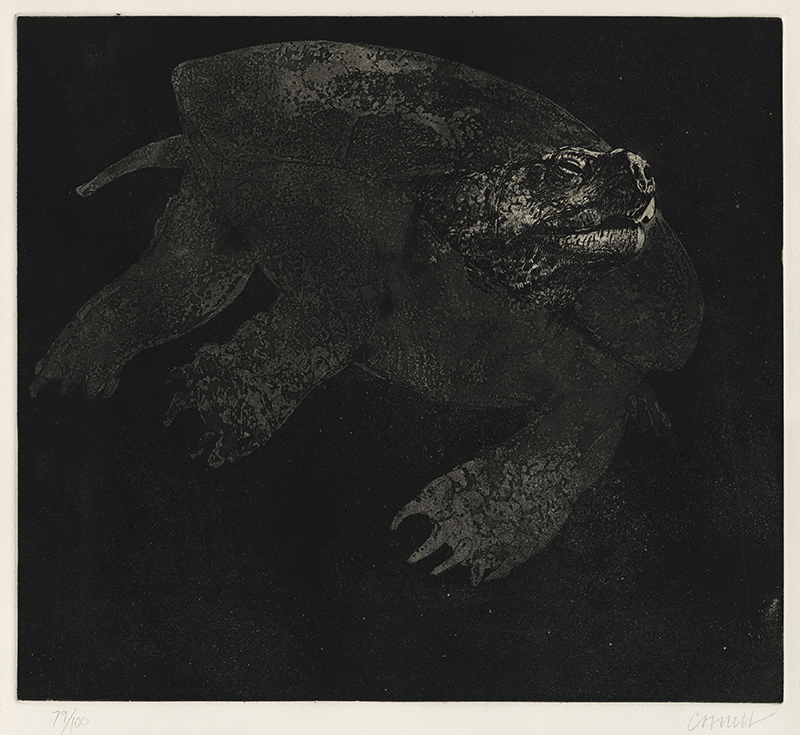 Snapping Turtle, Second State by Thomas Browne Cornell