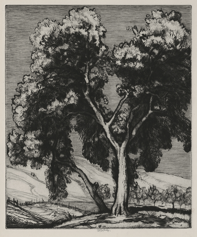 Live Oak and Orange by Roi George Partridge