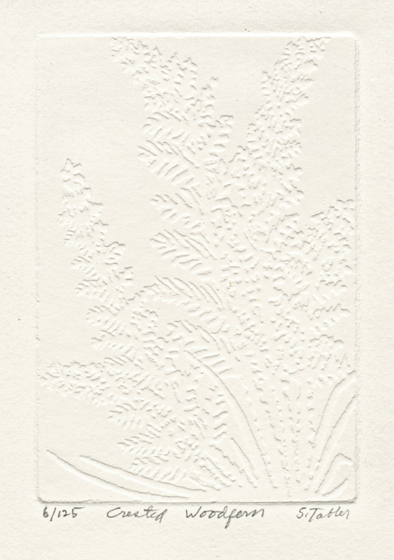 Crested Woodfern by Shirley Tabler