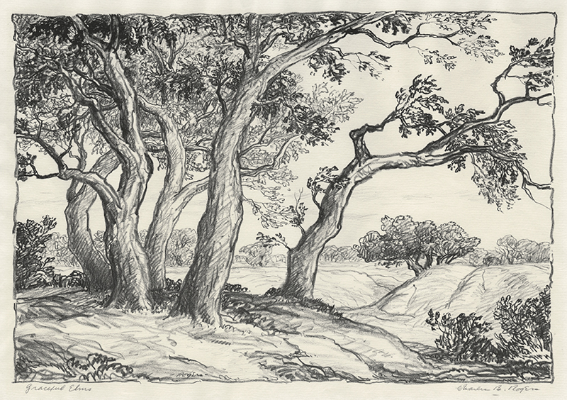Graceful Elms by Charles B. Rogers