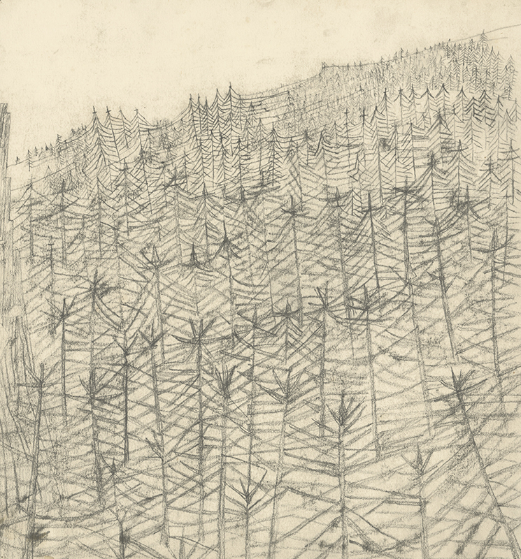 (Forest 2) by Pamela Boden