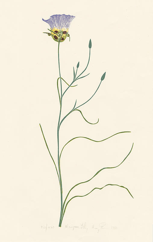 Mariposa Lily by Henry Herman Evans