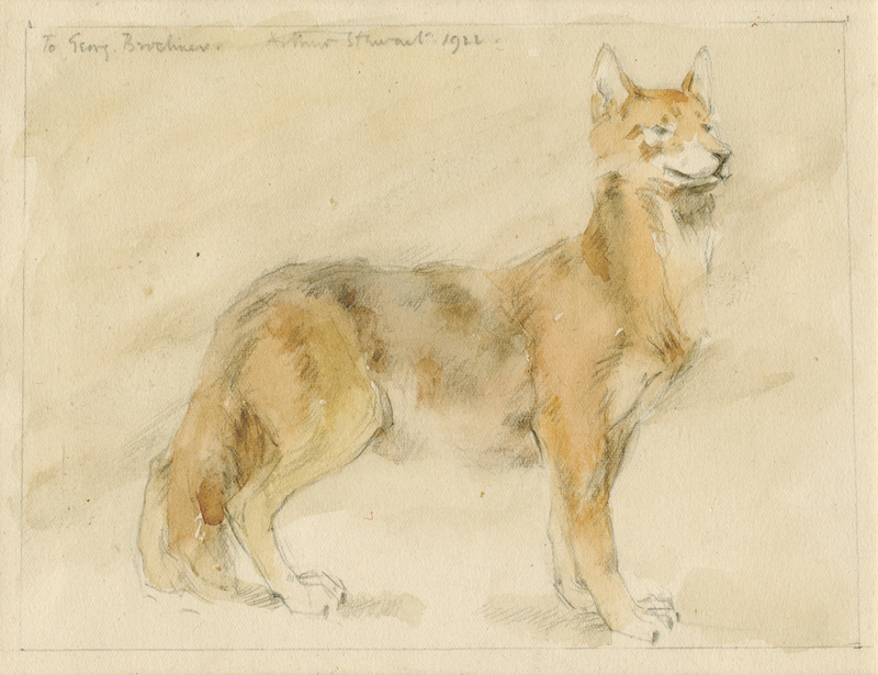 Fox by Arthur Stewart