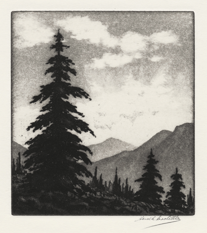 Pines, High Sierra by Harold Doolittle