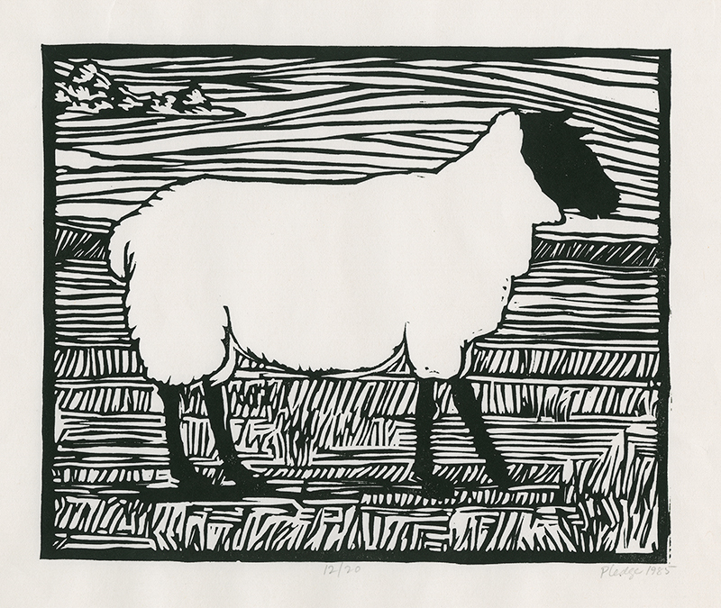 Sheep by David Pledge