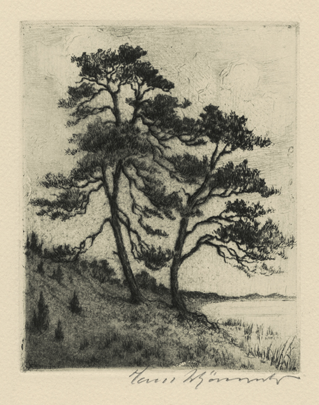(Scots pines along the shore of the Darss Peninsula, Germany) by Hans Schönwald