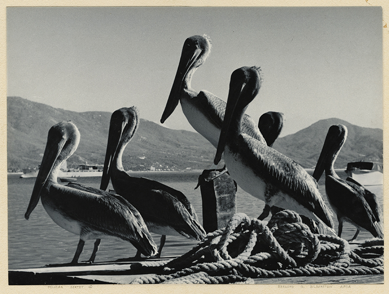 Pelican Sextet by Bernard G. Silberstein