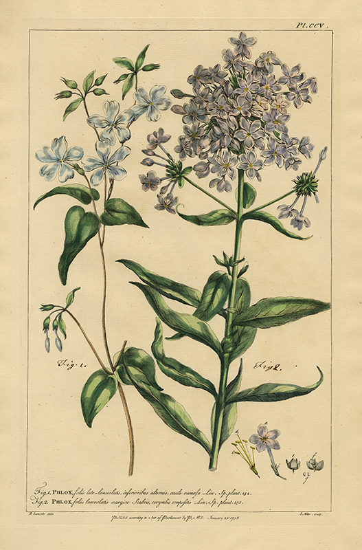 Phlox, Foliis lato-lanceolatis and Phlox, foliis laneolatis margine scabris, plate CCV by Richard Lancake