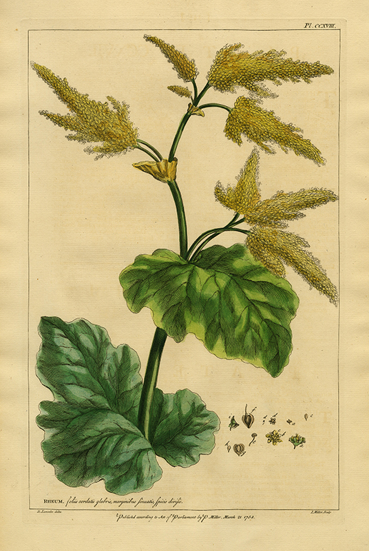 Pl. CCXVIII: Rheum foliis cordatis ... (after Robert Lancake) by John Miller