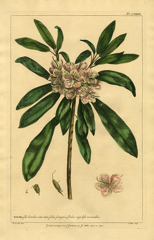 Pl. CCXXVIII: Kalmia, Foliis lanceolato... (after Robert Lancake) by John Miller