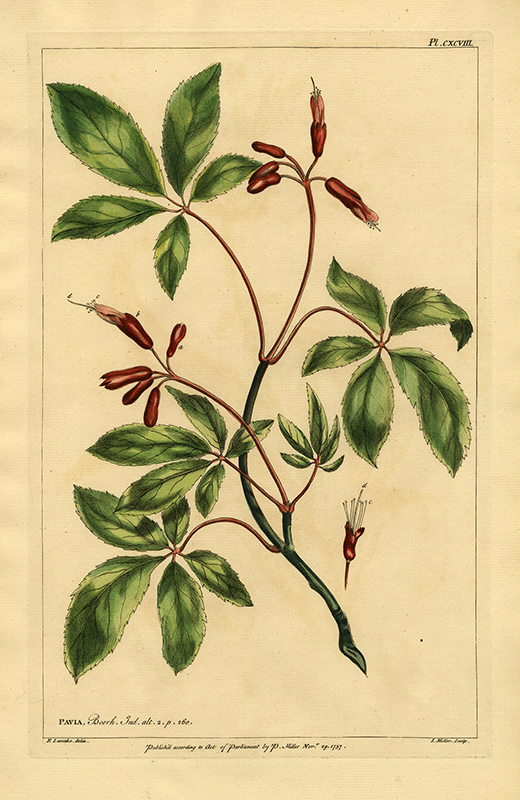 Pl. CXCVIII: Pavia (after Robert Lancake) by John Miller