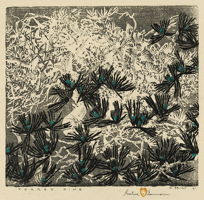 Torrey Pine by Gustave Baumann