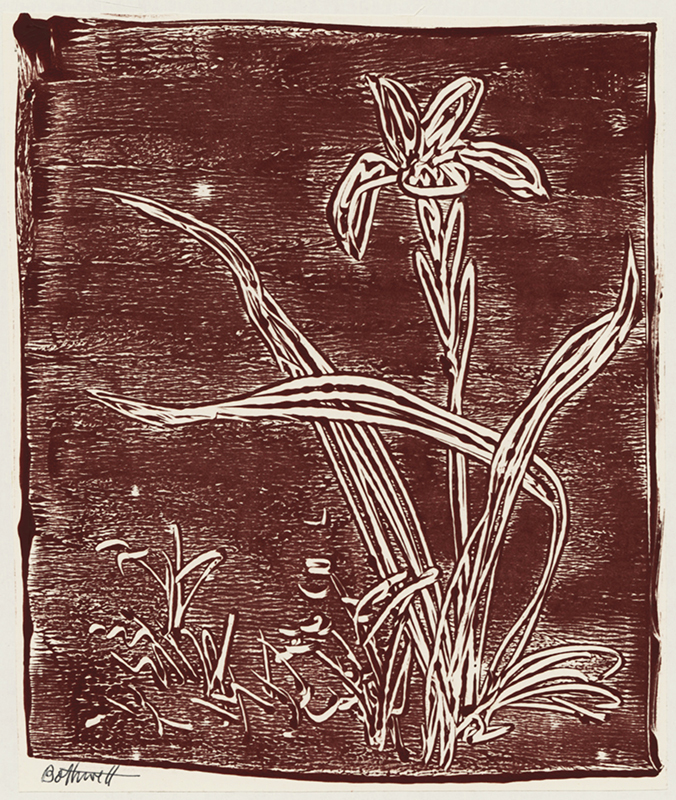 (Iris) by Dorr Bothwell