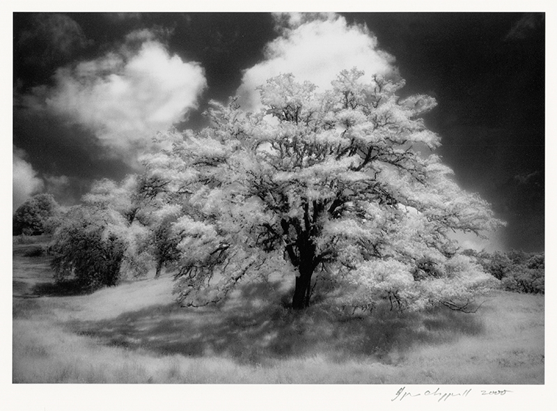 Oak and Cloud - Tomki, Redwod Valley, CA by Aryan Chappell