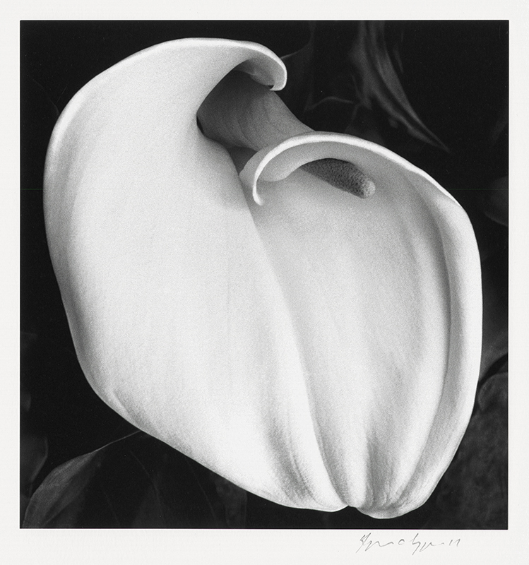 Calla Lily II - from the Calla Series / Sonoma County, CA by Aryan Chappell