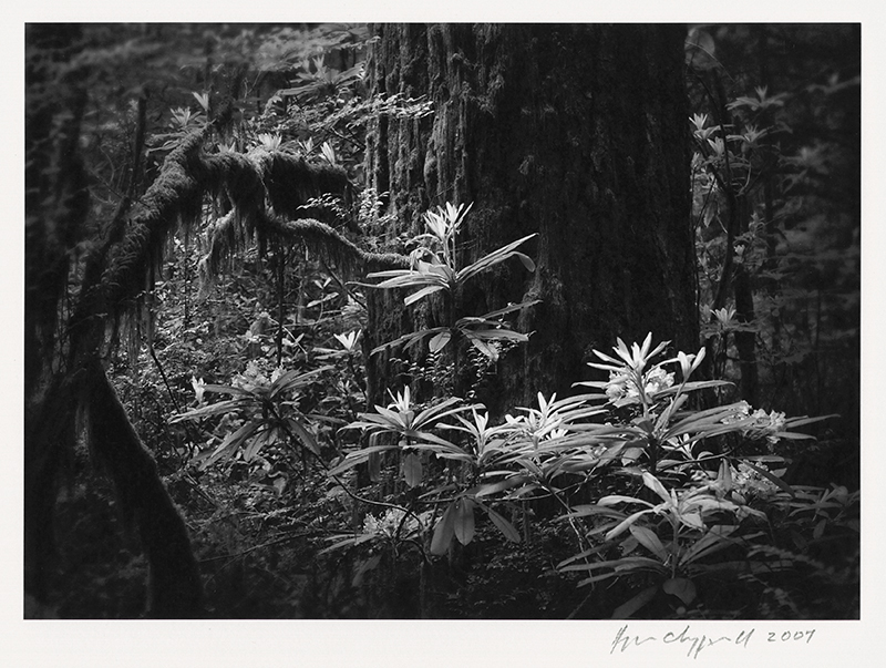 Wild Rhododendron - Jedediah Smith Redwoods, N. Ca by Aryan Chappell