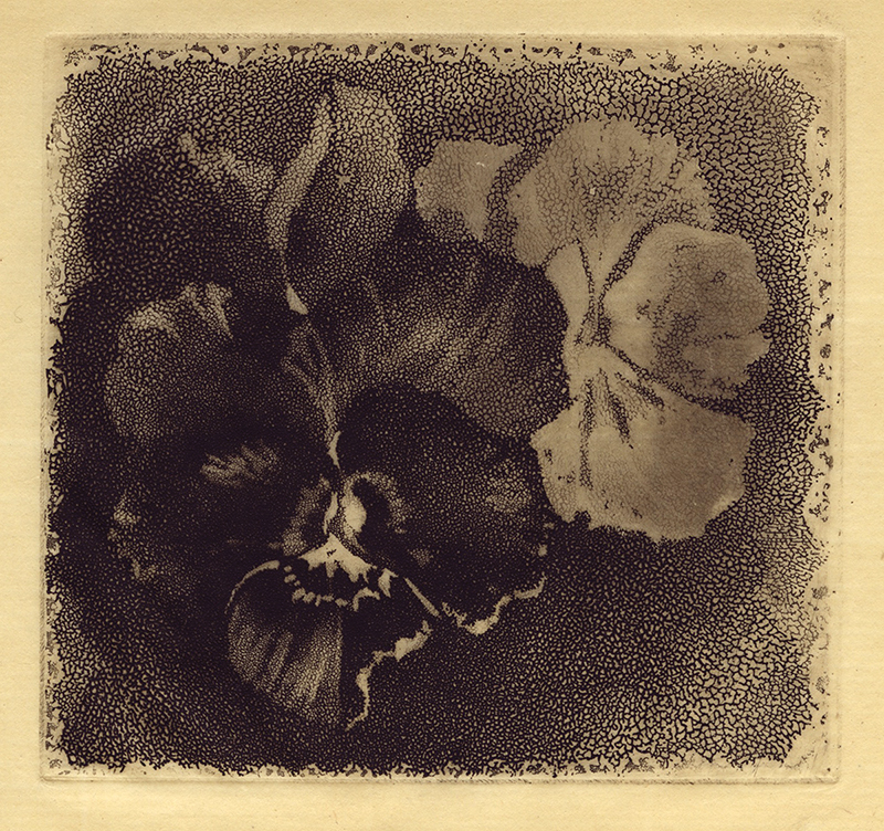 Pansies by James David Smillie