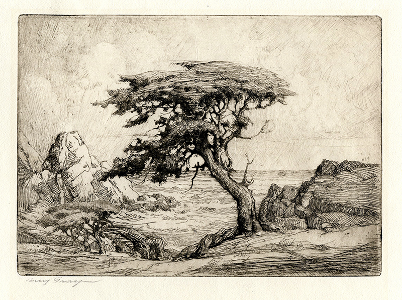 Monterey Cypress by Percy Gray