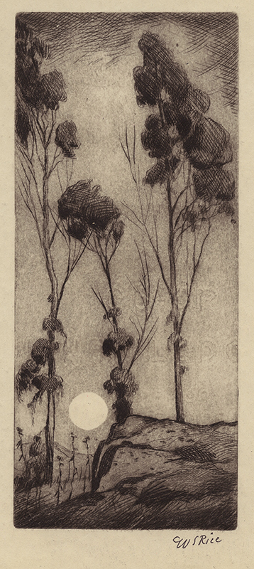 Eucalypti -Northbrae by William Seltzer Rice