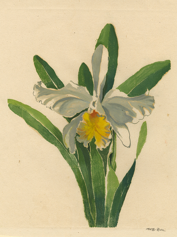 Orchid by William Seltzer Rice