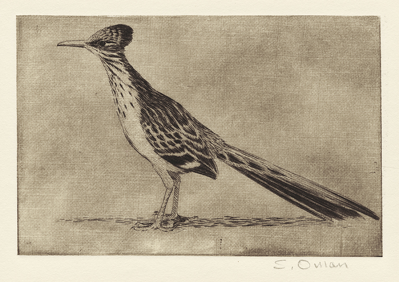 (Roadrunner) by Sheridan Oman