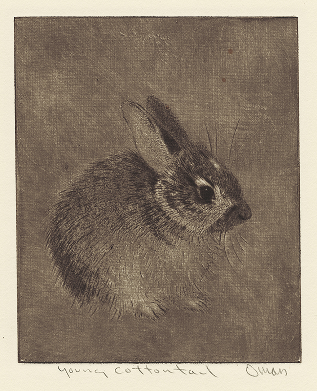 Young Cottontail by Sheridan Oman