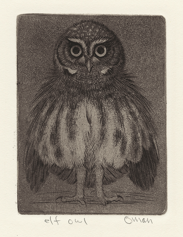 Elf Owl by Sheridan Oman